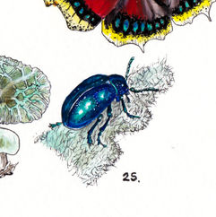 A bright blue, shiny beetle sitting on a fuzzy leaf. 