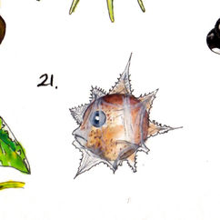 A tiny ink and watercolor illustration of a circular fish larvae with spines around its circumference. It is orange and brown with a circular blue-black eye.