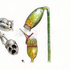 And ink and watercolor illustration of two greenish orange moss capsules. One is nodding on a long stalk. The capsule is ovate with an opening at the end ringed by small teeth. The other capsules points straight up. It has the remains of the capsule lid stuck to the left side and a ring of orange teeth. Both capsules are shedding clouds of tiny black spores.