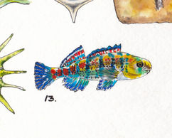 A watercolor painting of a small, brightly colored fish. It has splotchy blue vertical stripes interspersed with bright red spots. The head is yellow with areas of blue and turquoise.