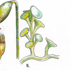 An ink and watercolor illustration of an odd alga that resembles a cluster of shiny, blue-green suction cups.