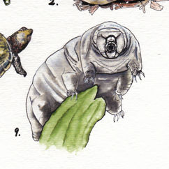 A watercolor painting of a microscopic water bear. It is gray and wrinkly, with eight legs tipped with tiny claws. It has a circular mouth and no visible eyes. The tiny animal is floating behind a green moss leaf.