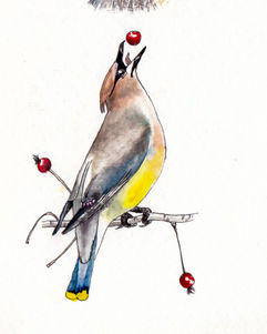 A watercolor painting of a smooth-looking bird tossing a red berry into its beak. It has a brownish head with black eye markings, blue-grey wings and tail, and a yellow belly.