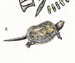 Watercolor painting of a small turtle with a pointed black tail and lumpy grey-brown shell.