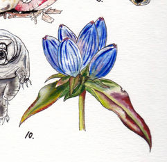 A watercolor painting of a cluster of blue bottle-shaped flowers. There are six flowers emerging from a pair of shiny green leaves with red edging.