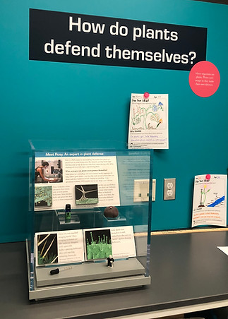 A small glass case containing objects and images about plan defense, plus a picture of Rosy with the caption "Meet Rosy: An Expert in Plant Defense." Above the display, a giant magnet reads "How do plants defend themselves?