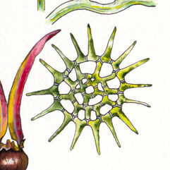 An ink and watercolor illustration of a star-shaped gree alga made of a net-like array of cells.