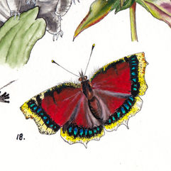 A watercolor painting of a dark red butterfly with yellow wing edges and a row of bright blue windows along each wing.
