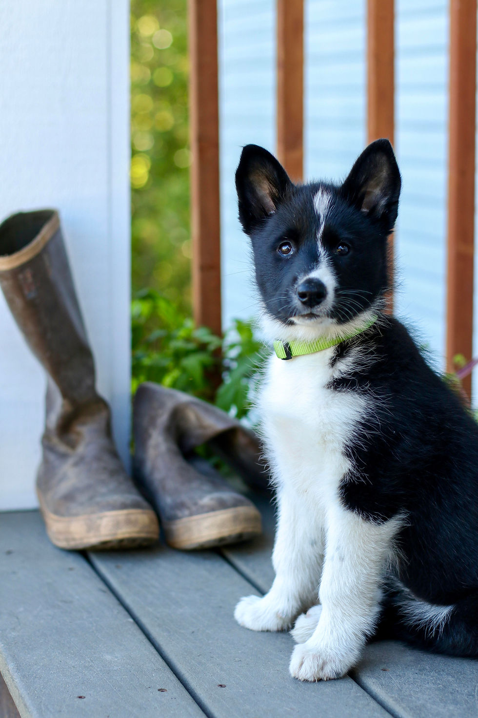 Lily as a puppy