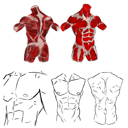 torso.png