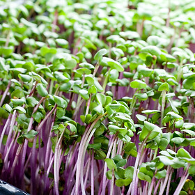 Triton Radish