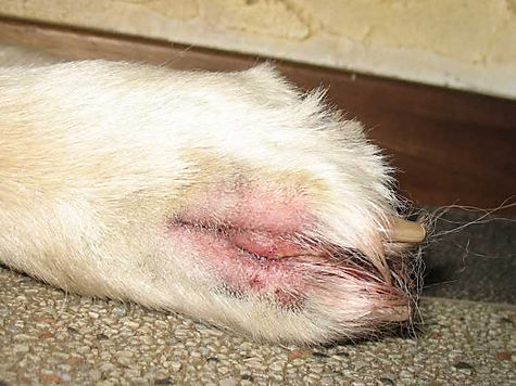 Grasaren bij honden web.jpg