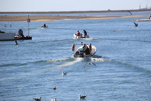 ria formosa.JPG