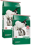 rabbit2.png