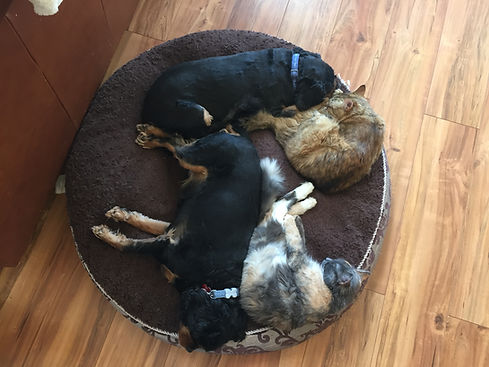 photo 2017-03-20, 1 25 28 pm.jpg