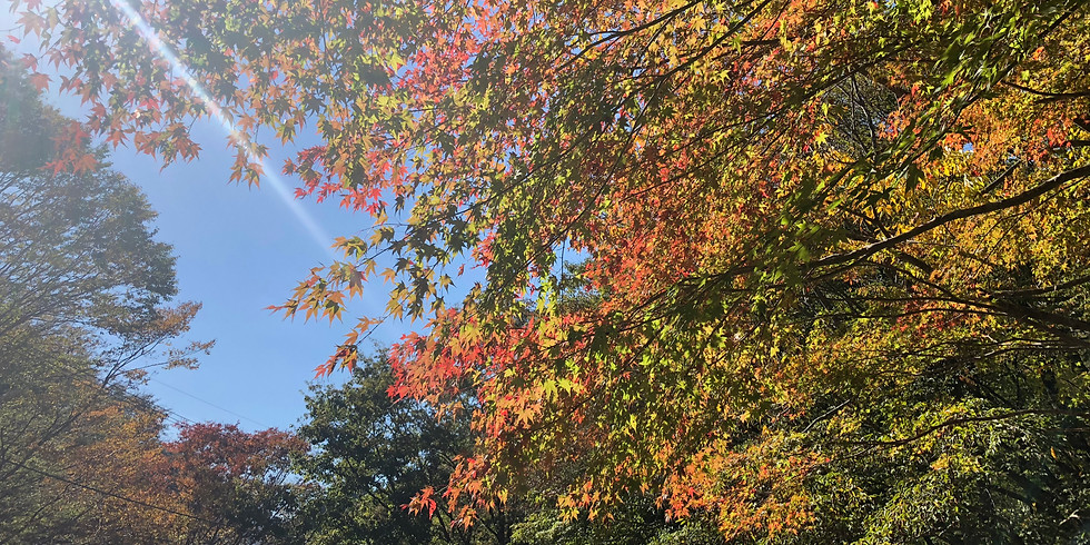 11月【秋の紅葉と森林セラピー】最少催行1名〜最大催行6名 無料送迎あり