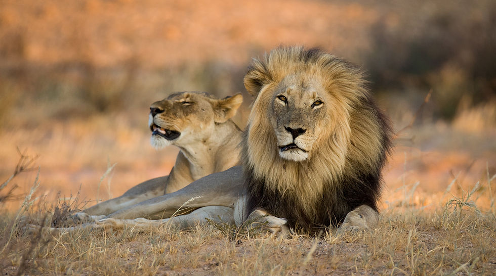 Lion and lioness resting in golden bushveld