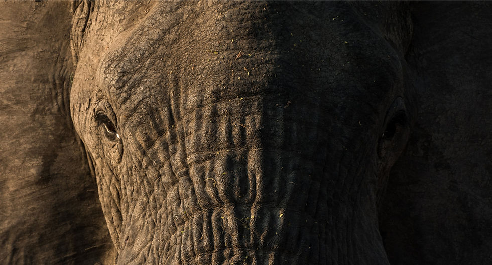 Close-up of elephant eye and textured skin