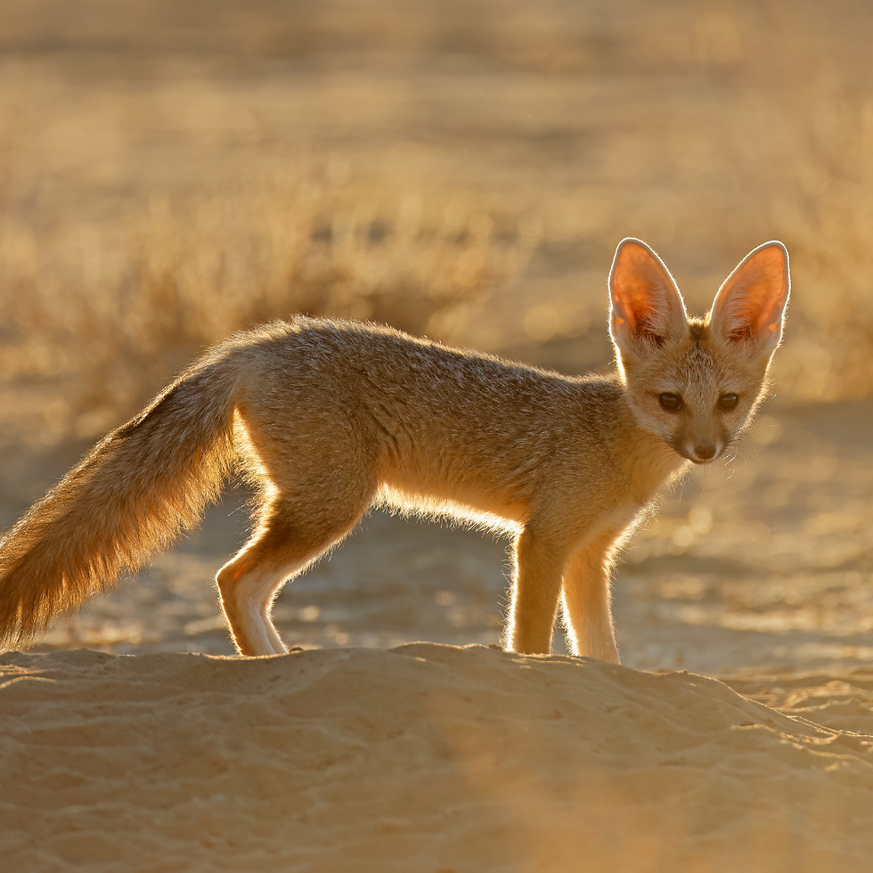 Cape fox in early morning light, Kalahari desert