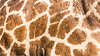 Giraffe skin