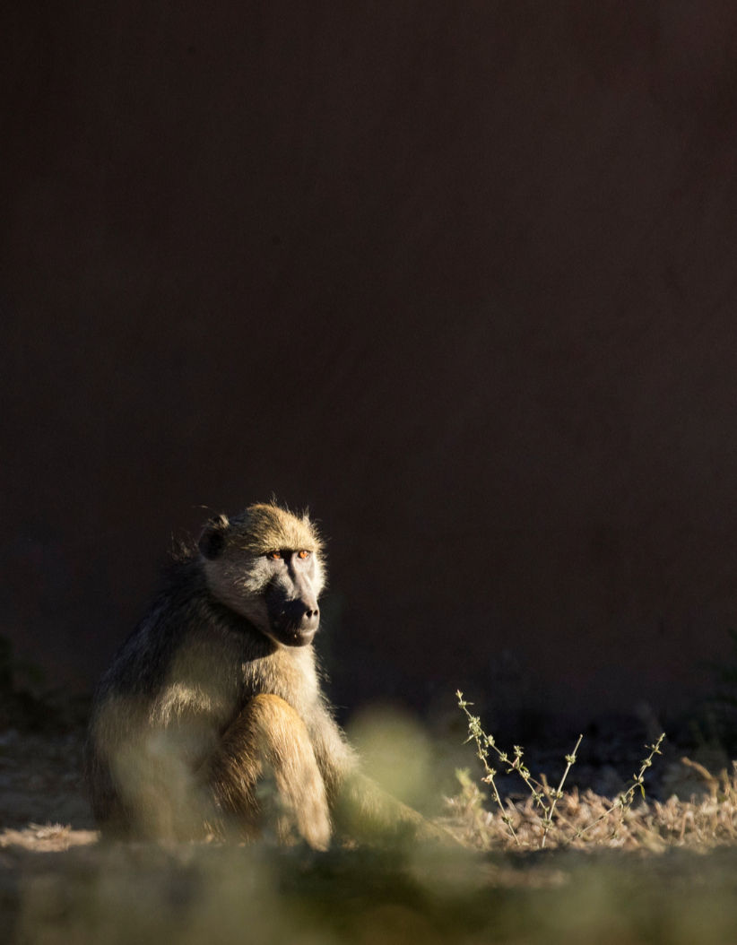 Baboon sitting in KZN bush