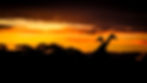 Giraffes at sunset in South Africa