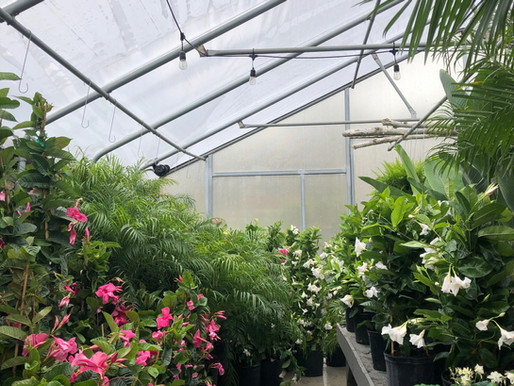 It's A Jungle At ODL... Tropicals Have Arrived!