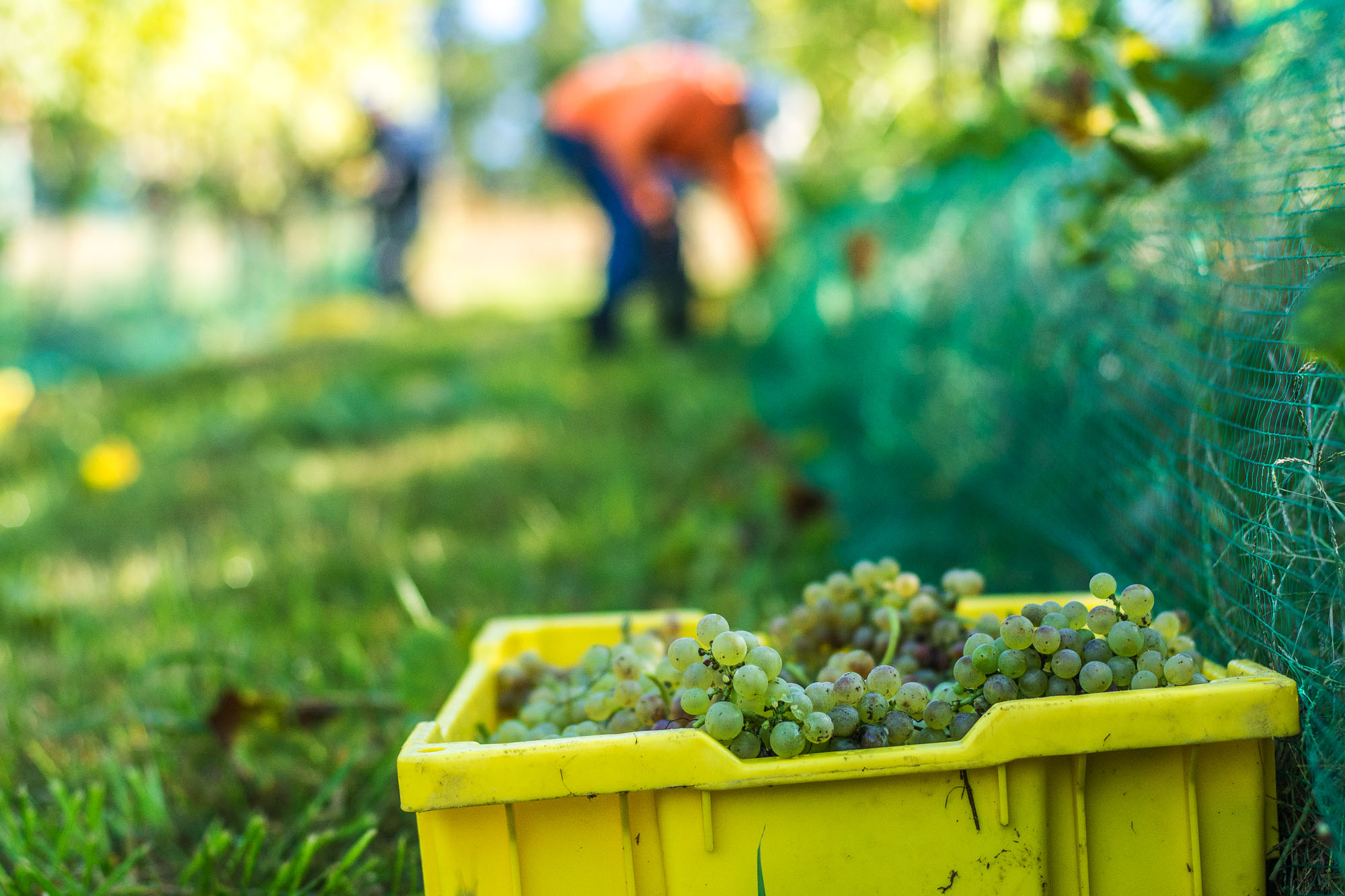 White Wine Fermentation Tour