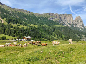 Malga Saltner
