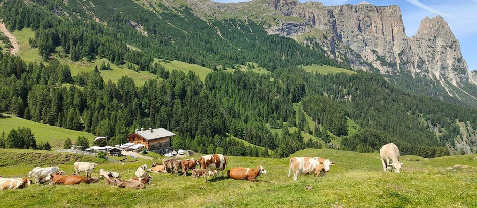 Malga Saltner