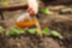 How-to-Make-Liquid-Fertilizer-from-Kitchen-Waste-4.jpg