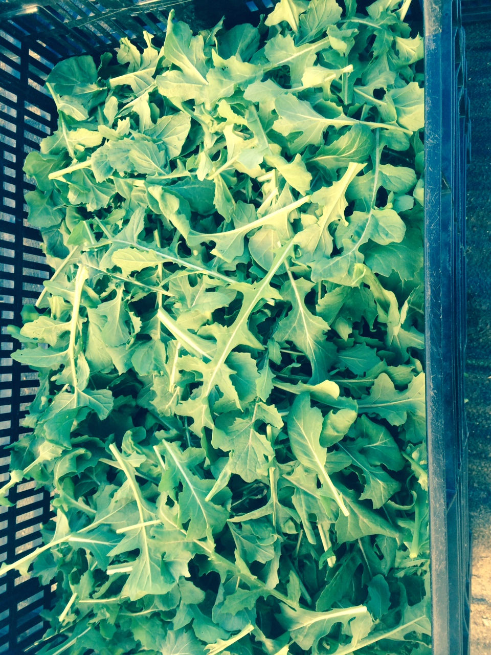 Arugula