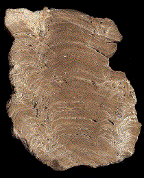 Ancient fossil of a bacterial stromatolite colony