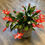 Thumbnail: Christmas Cactus