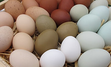 chicken-eggs.jpg