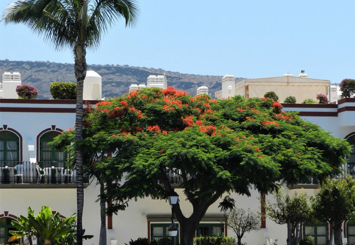 #moganmarina
#puertodemogan
#marinapoolbar
#marinaapartmentsgrancanaria
#puertodemogangrancanaria
#marinabarapartments