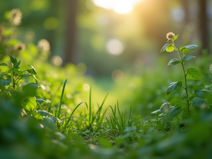 The Importance of Sustainable Living