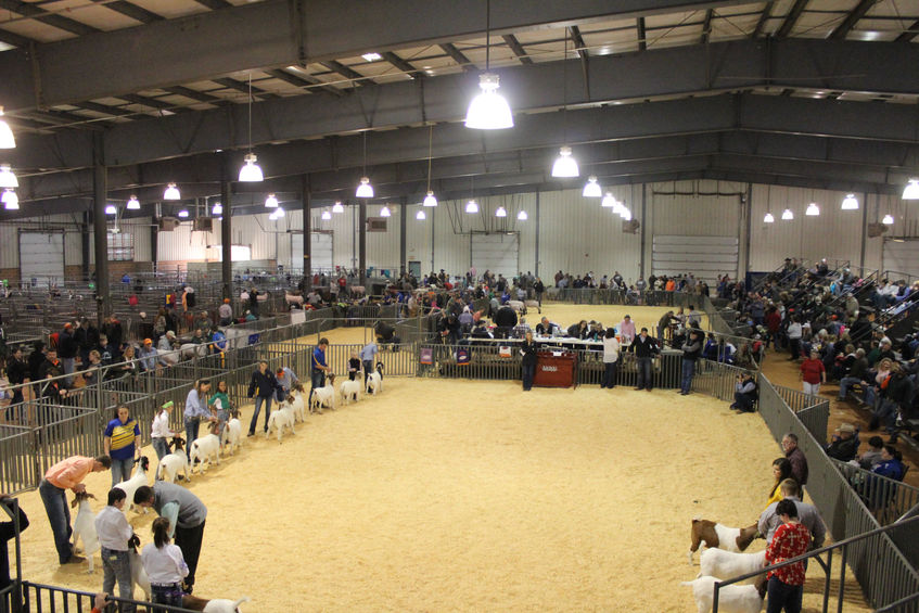 Livestock show inside the indoor arena