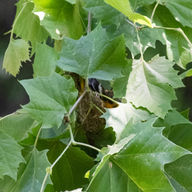Baltimore Oriole at the nest!