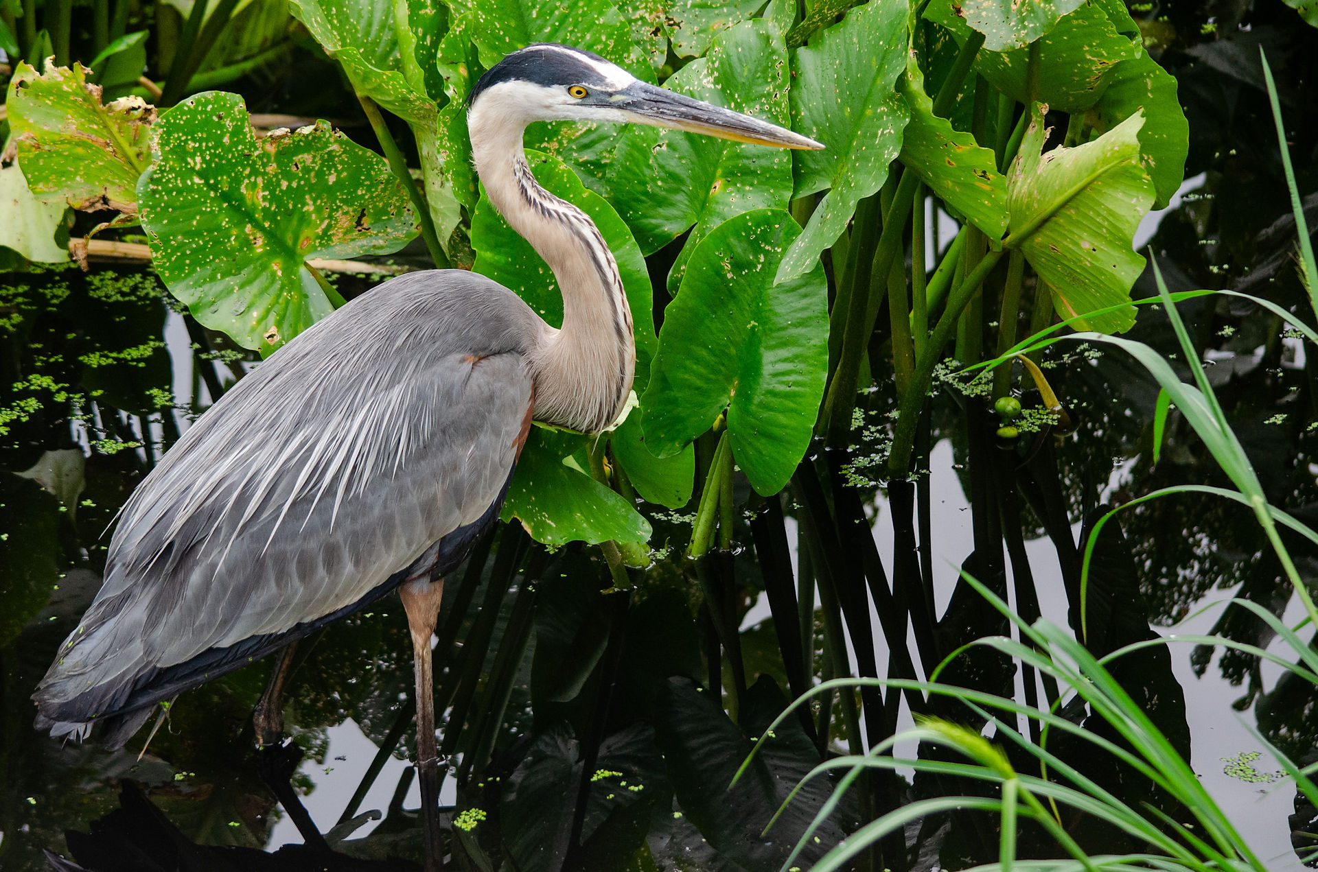 Great Blue Heron