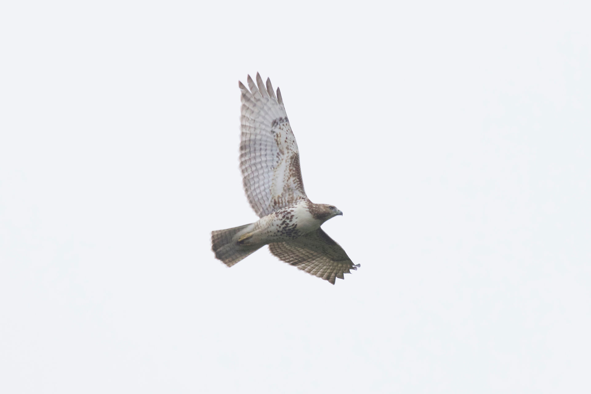 Red-tailed Hawk