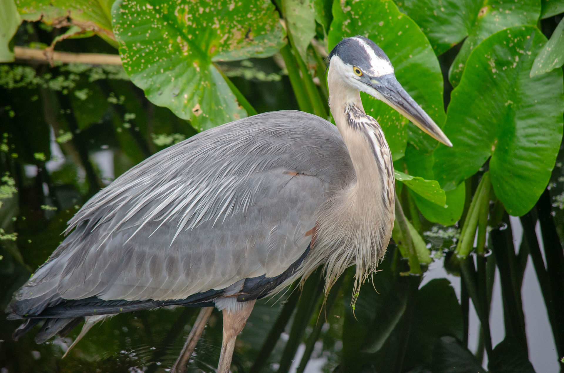 Great Blue Heron