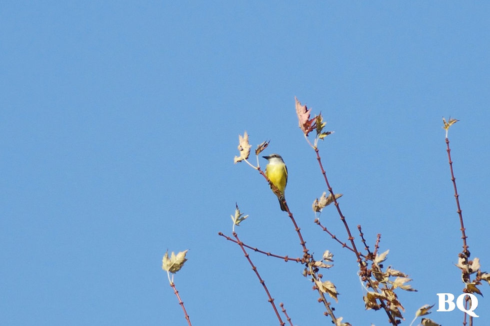 Tropical Kingbird, Peach Bottom, PA - 2016-11-19