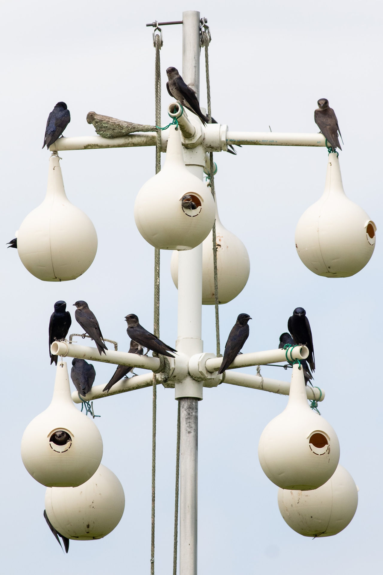 Purple Martin Colony