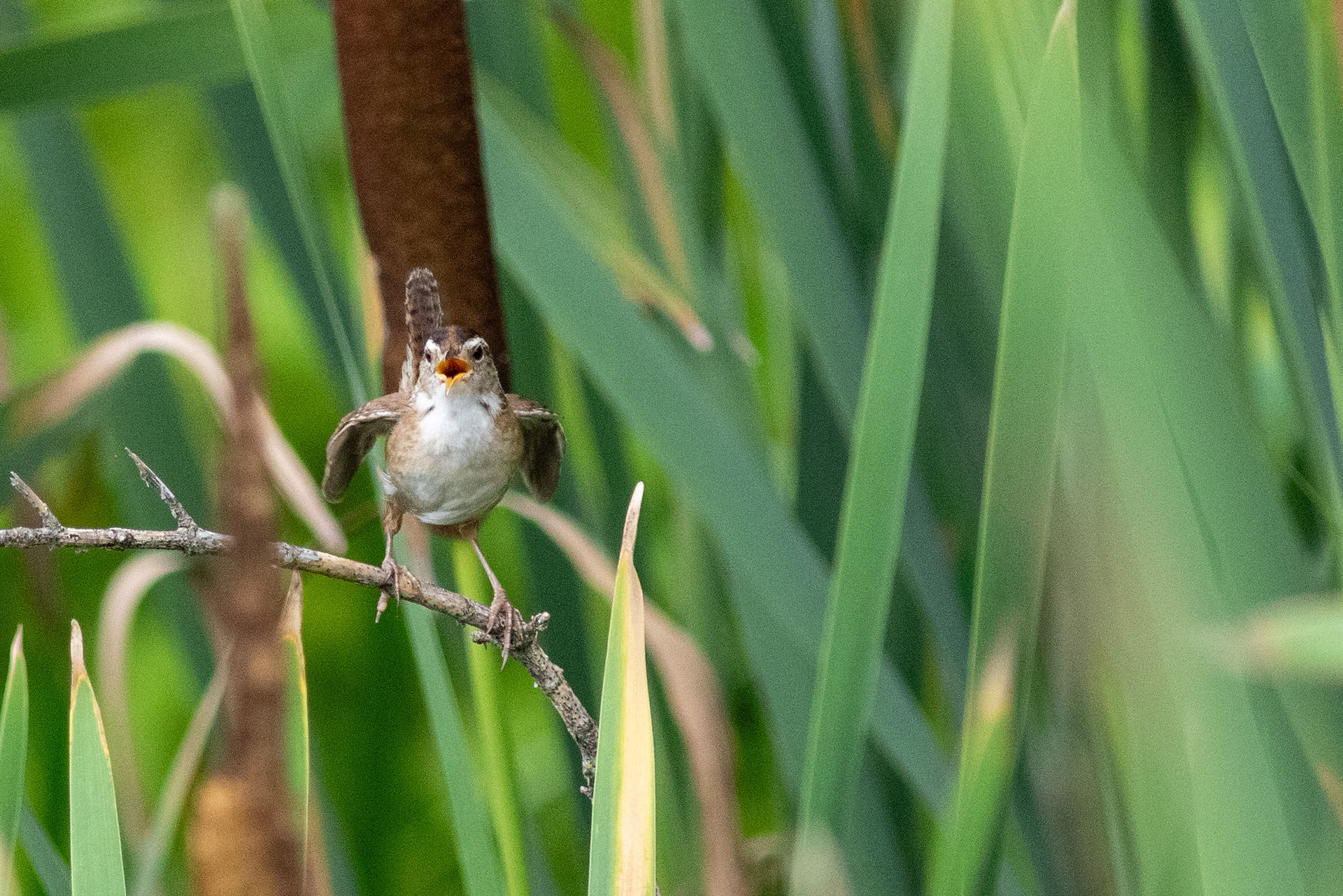Marsh Wren