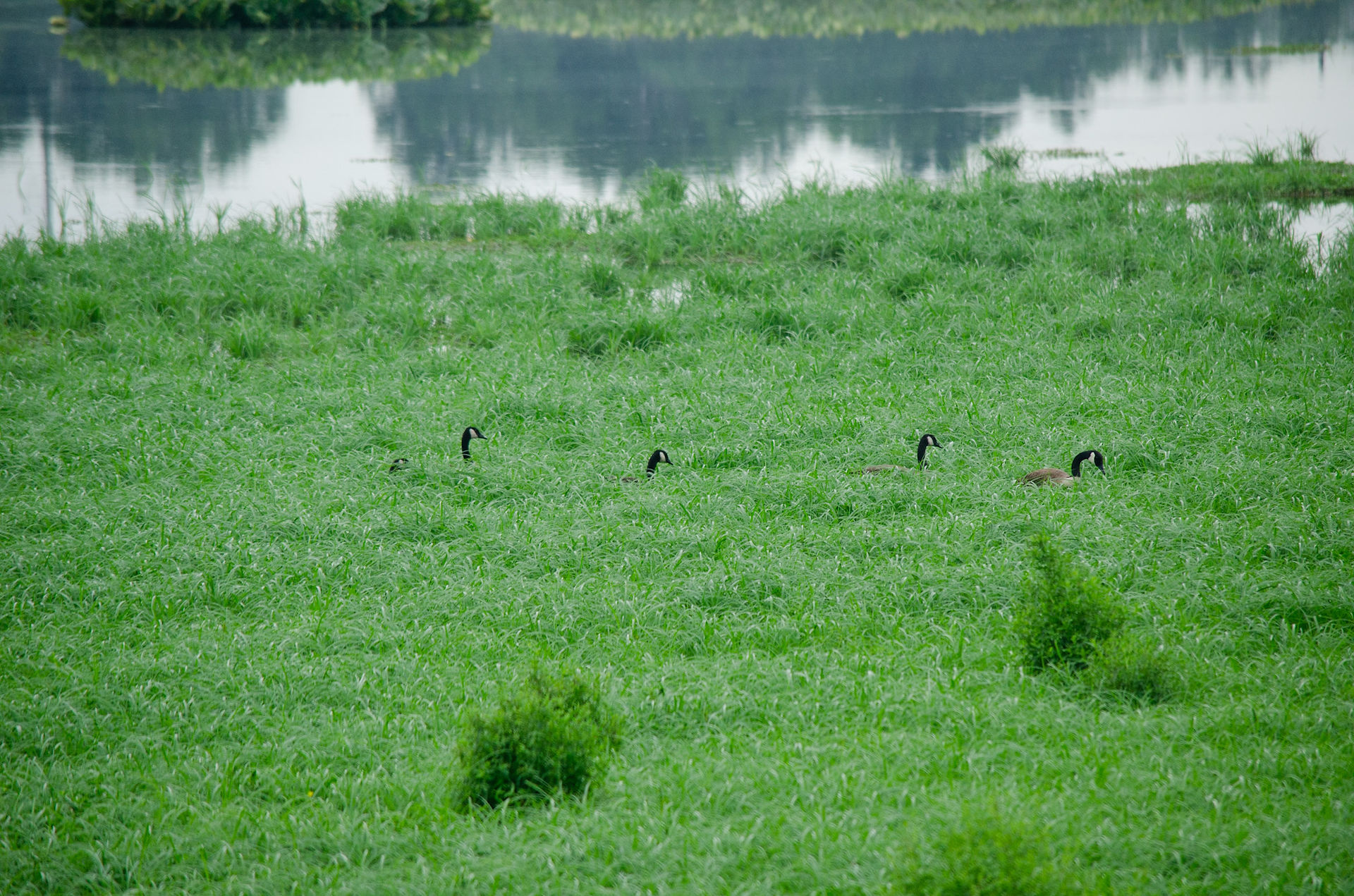 Canada Geese