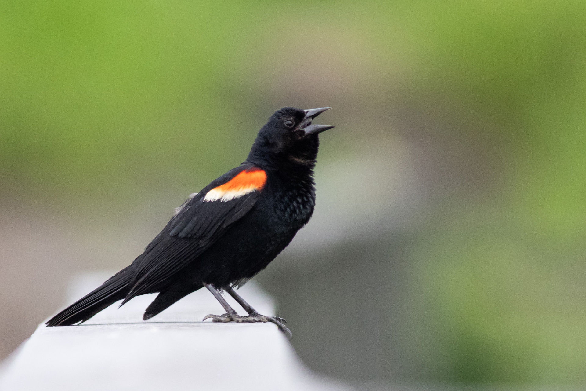 Red-winged Blackbird