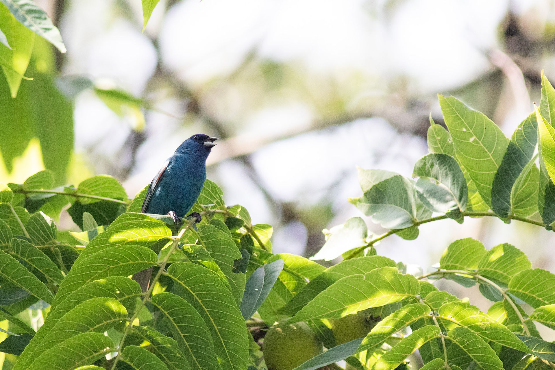 Indigo Bunting