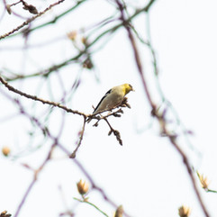 American Goldfinch