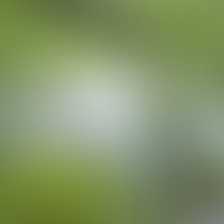 Anhinga